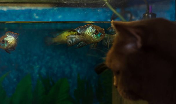Gato marrón británico observando de cerca a los peces en un acuario
 - Foto, imagen