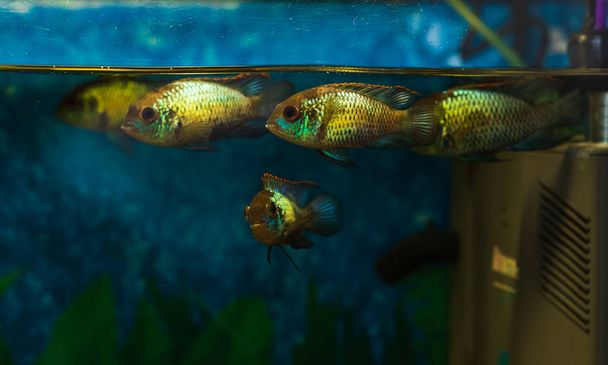 Vida en el acuario. Primer plano de Nannacara anomala Golden Dwarf Cichlid - peces de acuario. enfoque selectivo
 - Foto, Imagen