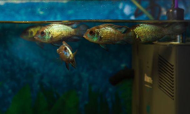 Aquarium life. Closeup of Nannacara anomala Golden Dwarf Cichlid - aquarium fish. selective focus - Photo, Image