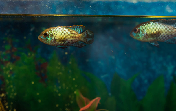 La vita dell'acquario. Primo piano di Nannacara anomala Golden Dwarf Cichlid - pesci d'acquario. focus selettivo
 - Foto, immagini