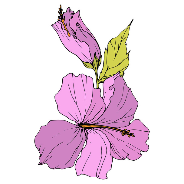 Vektori Hibiscus kukka kasvitieteellinen kukka. Eksoottinen trooppinen Havaijin kesä. Kaiverrettua mustetaidetta. Yksittäinen hibiscus-kuvituselementti valkoisella pohjalla
. - Vektori, kuva