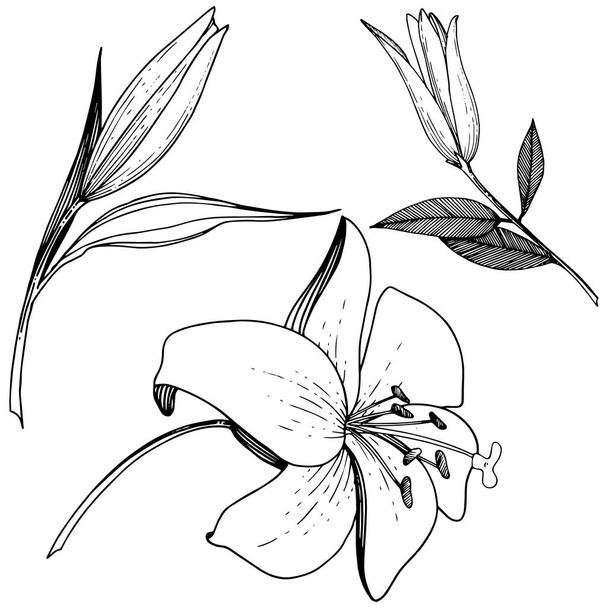 Vektör Lily botanik çiçek. Vahşi bahar yaprak izole kır çiçeği. Siyah ve beyaz mürekkep sanat kazınmış. İzole lilyum beyaz arka plan illüstrasyon öğesinde. - Vektör, Görsel