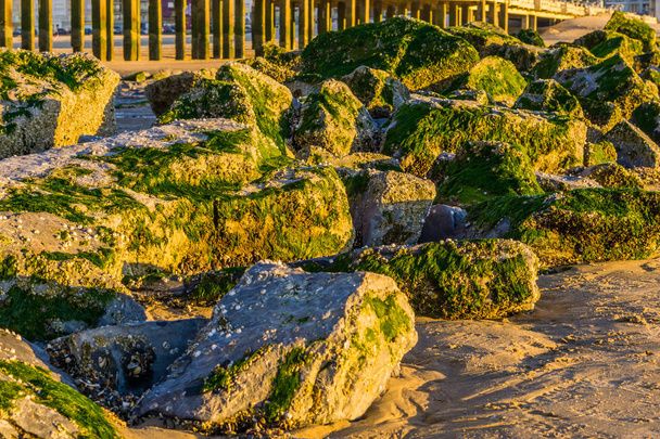 великий ряд скель, покритих морськими водоростями на пляжі, літній фон природи
 - Фото, зображення