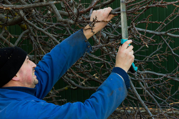 La sierra del jardinero recorta la rama del árbol
 - Foto, imagen