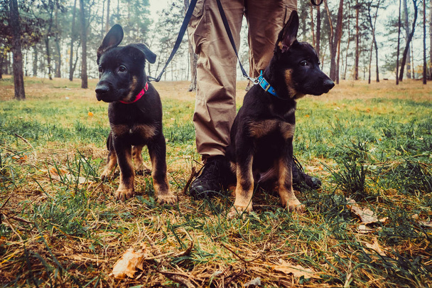 Sheepdog puppies on a leash - Fotoğraf, Görsel