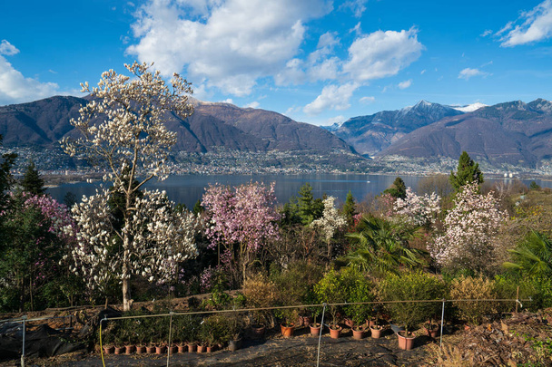 Vistas al lago Maggiore desde el parque botánico de Gambarogno, Suizlán
 - Foto, imagen