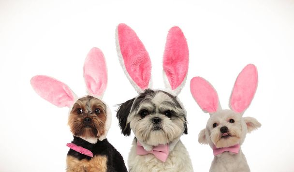 tři malý legrační psi nosí Velikonoční zajíček uši  - Fotografie, Obrázek