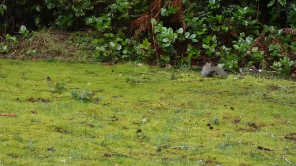 pequeno esquilo cinza corre sobre grama verde e folhas molhadas em dia chuvoso
 - Filmagem, Vídeo
