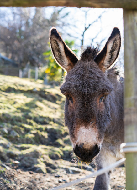 Kijken en eten ezel uit Gambarogno, Zwitserland - Foto, afbeelding