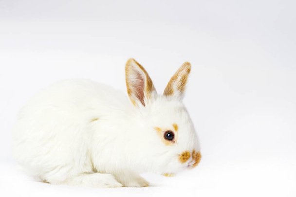 söpö pörröinen valkoinen kani valkoisella taustalla
 - Valokuva, kuva