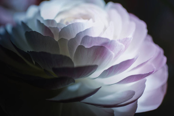 valkoinen ruusu mustalla taustalla
 - Valokuva, kuva