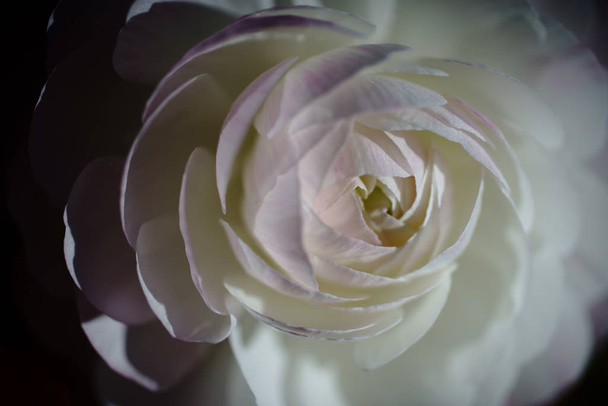 rosa bianca su sfondo nero
 - Foto, immagini