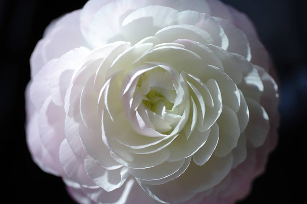 rose blanche en fond noir
 - Photo, image