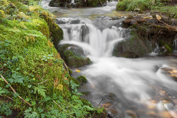 A stream flows inside the woods in Alto Adige - Photo, Image