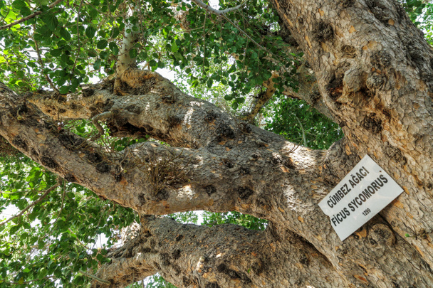 Signo Ficus Sycomorus, el árbol vivo más antiguo de Chipre, el Cath
 - Foto, imagen