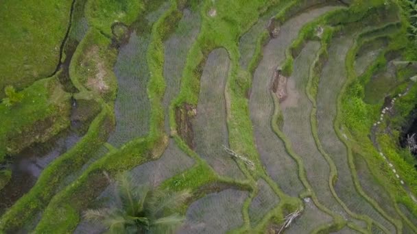 Vista aérea sobre los paisajes de Bali con terrazas arrozales
. - Metraje, vídeo