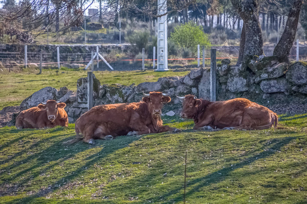 Вид на коров, лежащих на зеленом пастбище на ферме
 - Фото, изображение