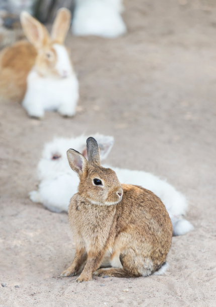 petit lapin brun assis dans la nature en plein air concept idée jour de Pâques
. - Photo, image