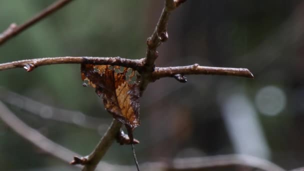 dead fall leave clinging to a dormant tree branch - Footage, Video