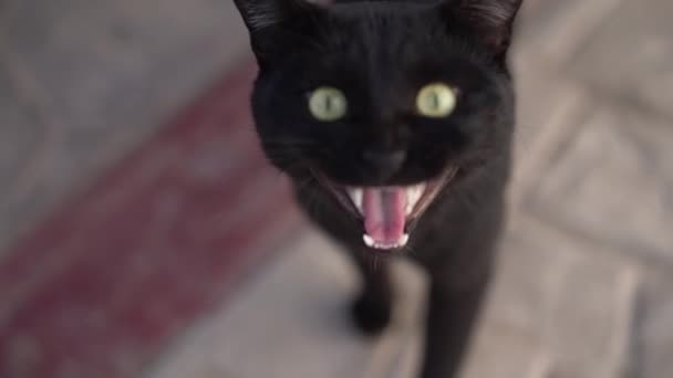 Siyah bir kedi onun çene yavaş hareket görünür böylece miyav diyor - Video, Çekim