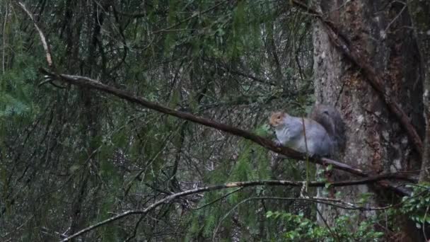 esquilo cinza na chuva brincando e comendo na floresta
 - Filmagem, Vídeo