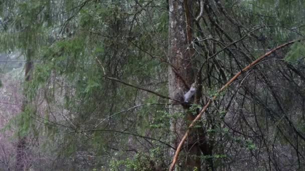 γκρι σκίουρος σέρνεται γύρω από το δάσος άκρο - Πλάνα, βίντεο