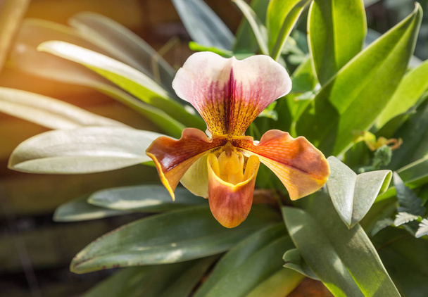 paphiopedilum villosum (lindl.) Stein oder Ladys Hausschuh oder Hausschuh Orchidee wilde Orchidee in natürlichen - Foto, Bild