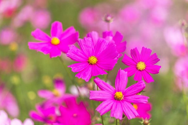 close up colorful pink cosmos flowers blooming in the field on sunny day  - Photo, Image