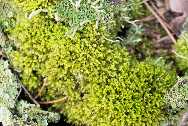 зеленый мох на деревянном фоне текстуры
  - Фото, изображение