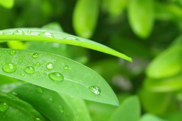 緑の葉と雨の雫 - 写真・画像