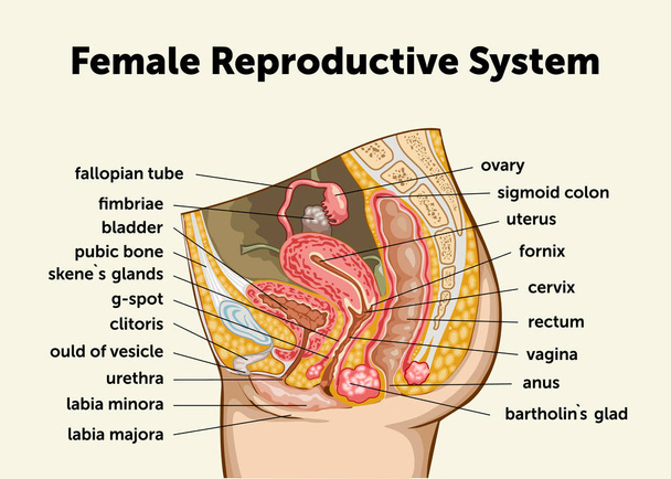 Education Chart of Biology for Female Reproductive System Diagram (en inglés). Ilustración vectorial
 - Vector, imagen