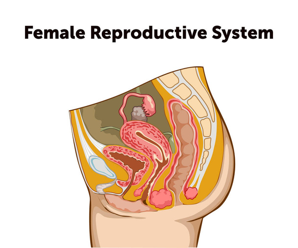 Education Chart of Biology for Female Reproductive System Diagram (en inglés). Ilustración vectorial
 - Vector, Imagen