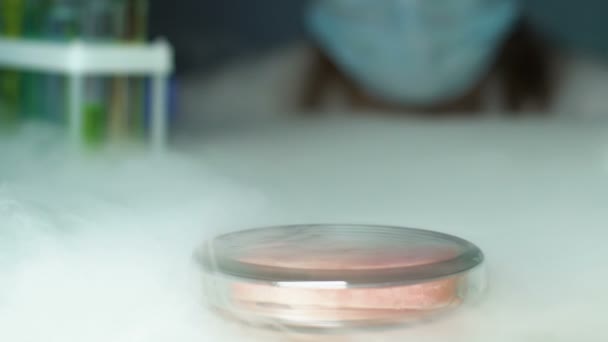Lab expert checking meat sample in petri dish after gmo research, risk of asf - Materiał filmowy, wideo