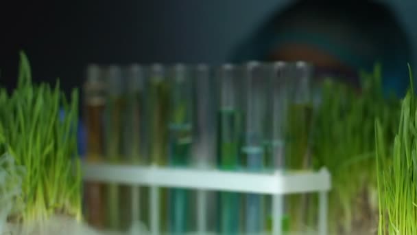 Lab researcher comparing plant test tube with wheatgrass sample, experiment - Filmmaterial, Video