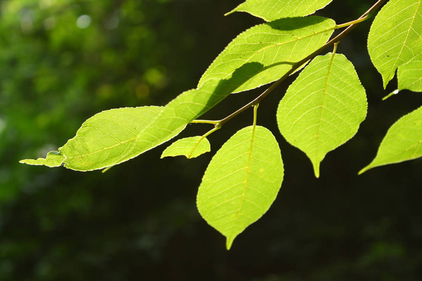Листья в лесу крупным планом
 - Фото, изображение