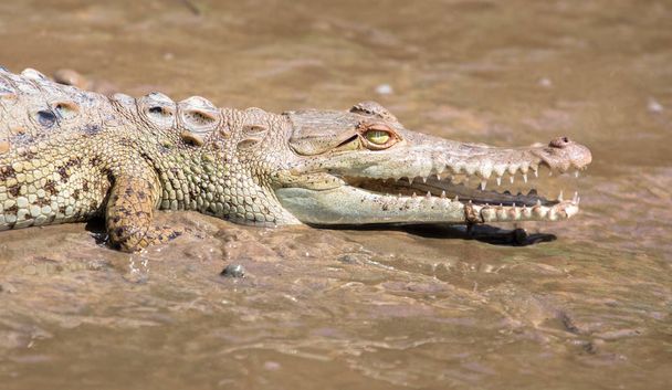 Crocodilo americano (Crocodylus acutus) juvenil
 - Foto, Imagem