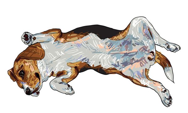 legrační pozice beagle - Vektor, obrázek