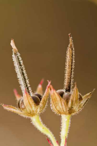 Cut-leaved Cranesbill (geranium dissectum) - Photo, Image