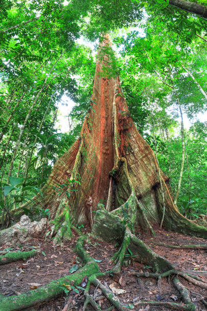 Large buttress roots on a jungle tree, Costa Rica - Фото, зображення