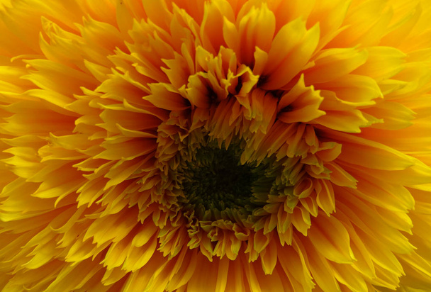 黄色い花の咲くマクロ撮影 - 写真・画像