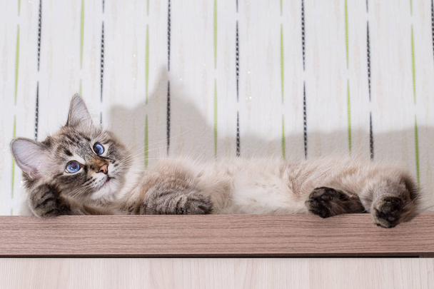 Bolyhos macska fekszik egy fából készült asztal.  - Fotó, kép