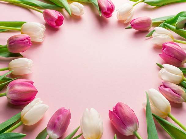 White and pink tulips on lightpink background.  - Foto, Imagen