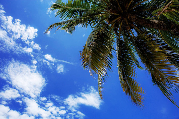Palm tree at blue sky. - Fotó, kép