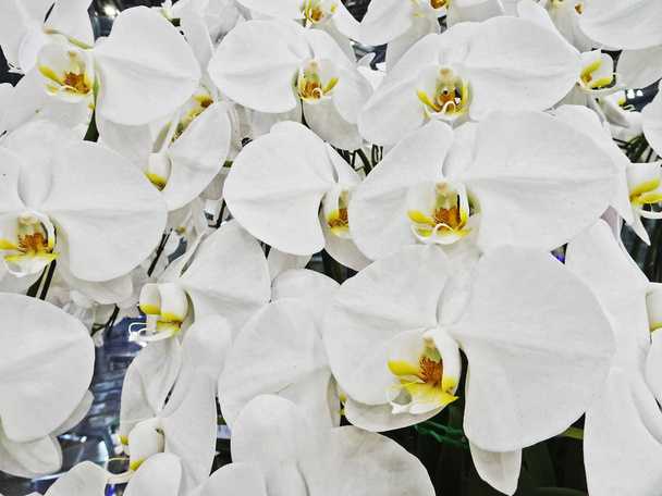 Flores brancas da orquídea, fundo vibrante natural
 - Foto, Imagem