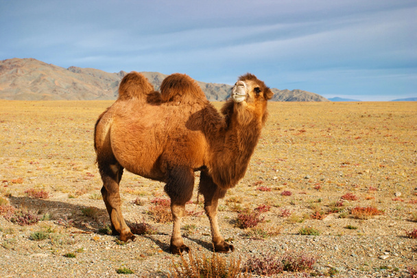 Camello.
 - Foto, Imagen