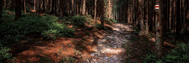 Πεζοπορία trail σημάδι σήμα ζωγραφισμένη πάνω σε ένα δέντρο. Μονοπάτι που οδηγεί στο χαμηλότερο σημείο το όμορφο εθνικό πάρκο του δάσους της Βοημίας. Πεζοπορία έννοια banner. - Φωτογραφία, εικόνα