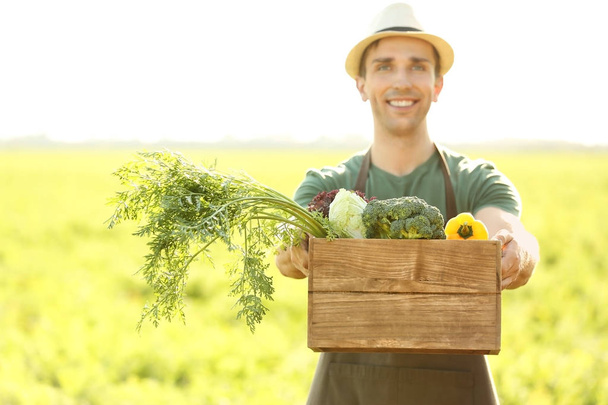 Homme agriculteur avec des légumes cueillis dans le champ
 - Photo, image