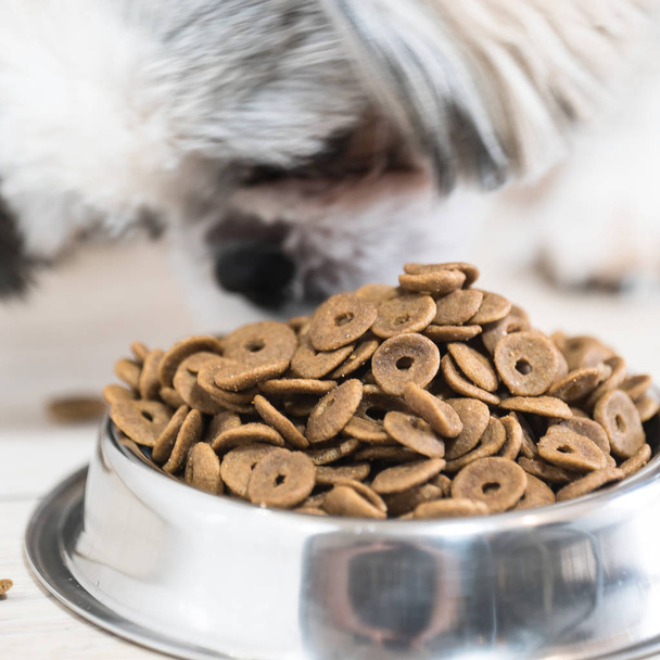 pile of dry dog food in bowl on floor and cute little dog  - Foto, Imagen