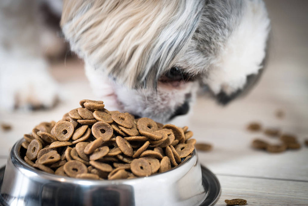pilha de comida de cão seco na tigela no chão e pequeno cão bonito
  - Foto, Imagem