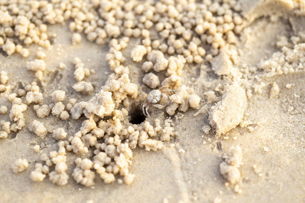 the texture of sand on the beach with traces of crabs - Photo, Image